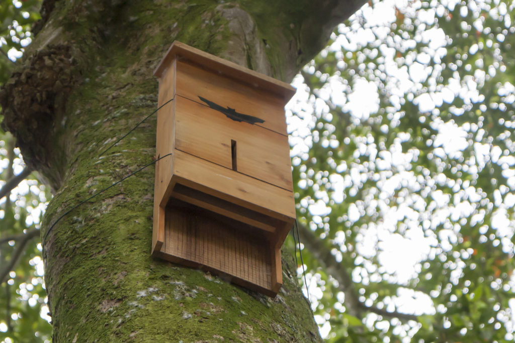 Bat House