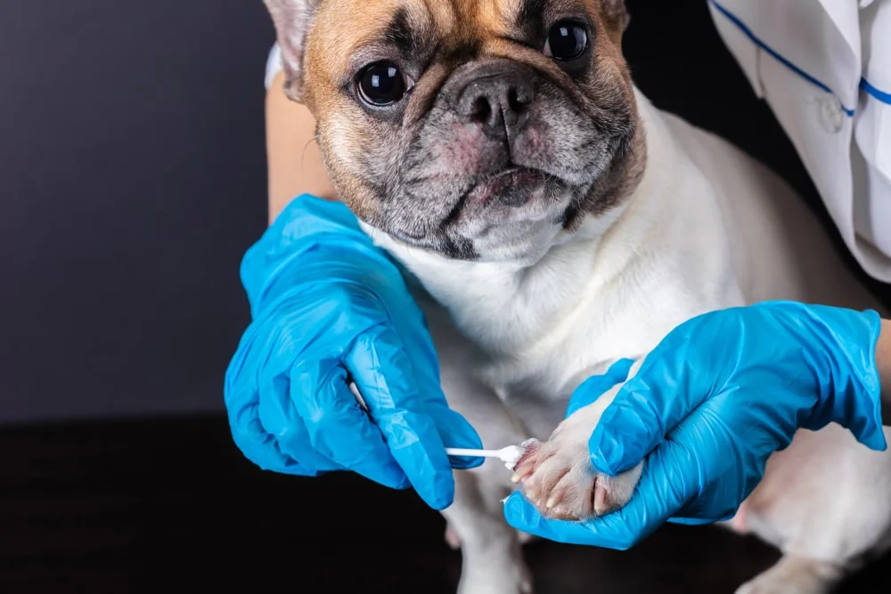 Neosporin for dogs